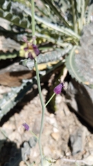 Caulanthus amplexicaulis