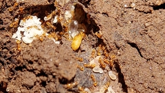 Solenopsis carolinensis