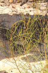 Dodonaea filifolia