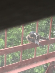 Hirundo rustica