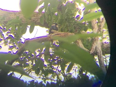 Notharchus pectoralis