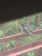 Hirundo rustica