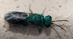 Caenochrysis doriae