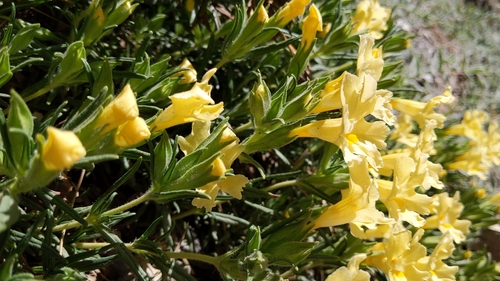 Southern bush monkeyflower (Diplacus longiflorus)