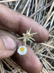 Leptosiphon breviculus