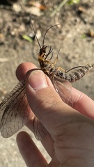 Parachauliodes continentalis