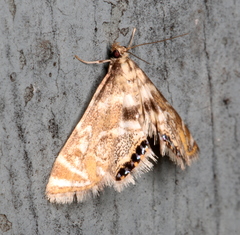 Petrophila canadensis
