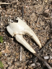 Procambarus gracilis