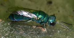Caenochrysis doriae