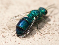 Caenochrysis doriae
