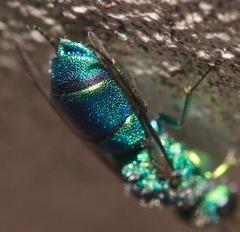 Caenochrysis doriae