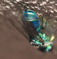 Caenochrysis doriae