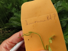 Cardamine oligosperma