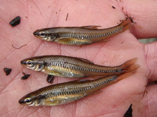 Notropis heterolepis