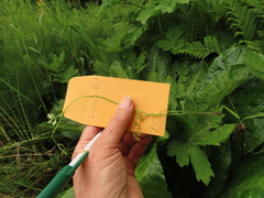 Cardamine oligosperma