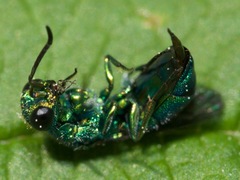 Caenochrysis doriae