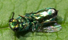 Caenochrysis doriae