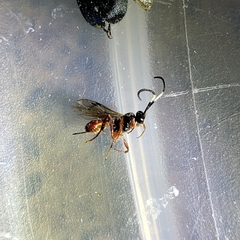 Agrothereutina