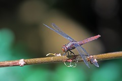 Orthetrum chrysis