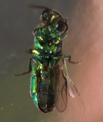 Caenochrysis doriae