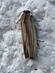 Eucosma radiatana