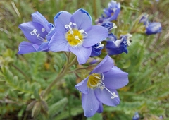 Polemonium pulcherrimum