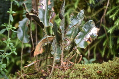 Pleopeltis polylepis