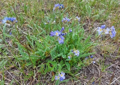 Polemonium pulcherrimum