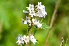 Penstemon tubaeflorus