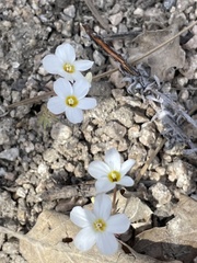 Leptosiphon breviculus