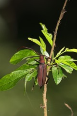 Aegolipton marginale