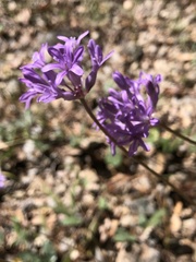 Dichelostemma congestum