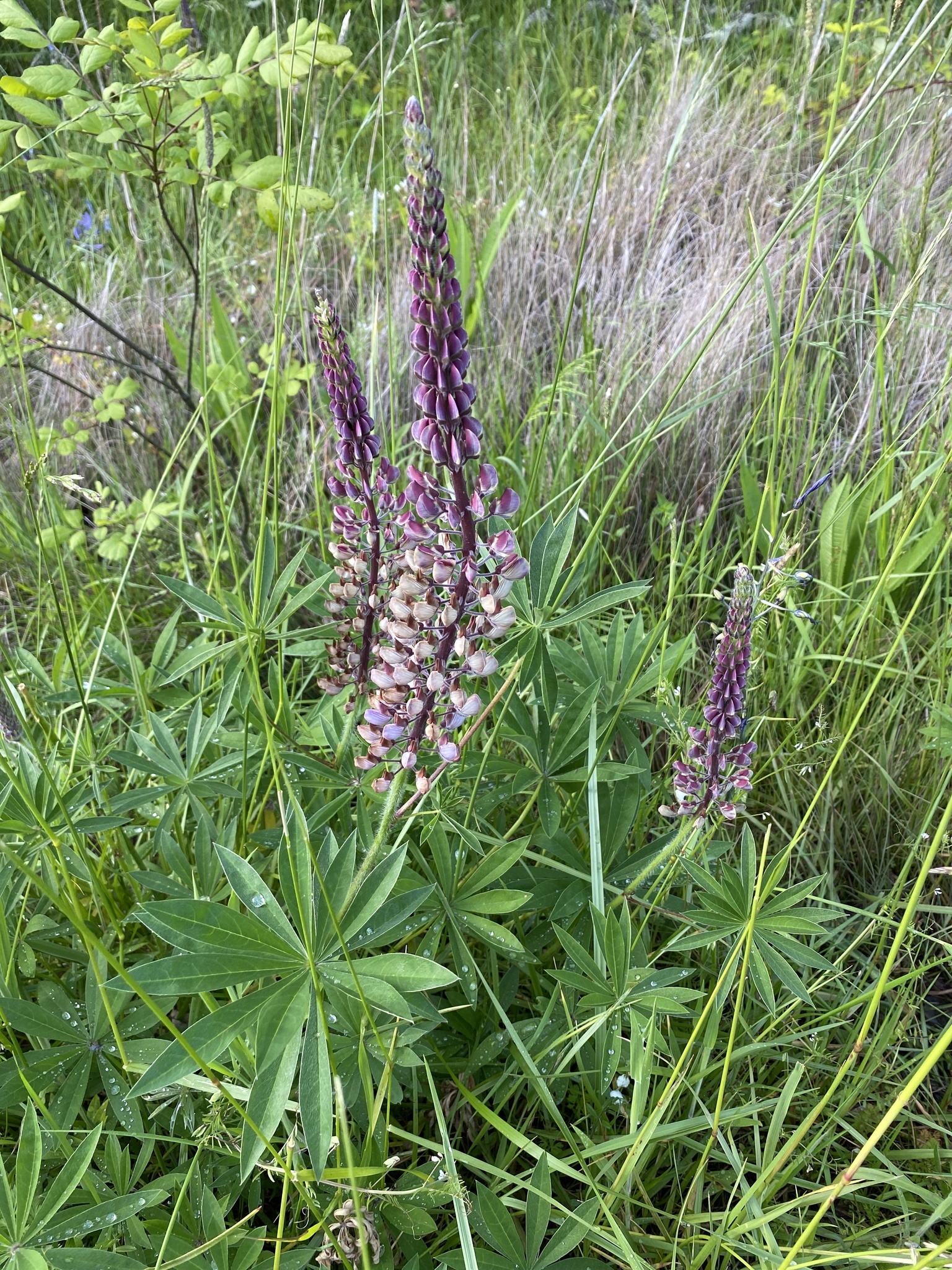 Lupinus polyphyllus var. pallidipes