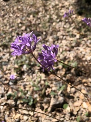 Dichelostemma congestum