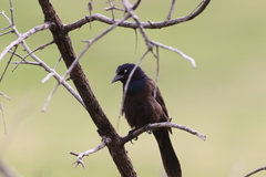 Quiscalus quiscula versicolor