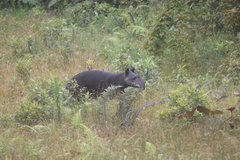Tapirus pinchaque