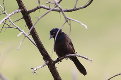 Quiscalus quiscula versicolor