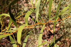Acacia macradenia