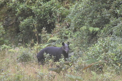 Tapirus pinchaque
