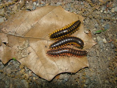 Apheloriini