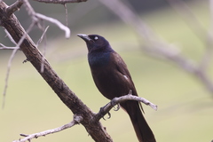 Quiscalus quiscula versicolor