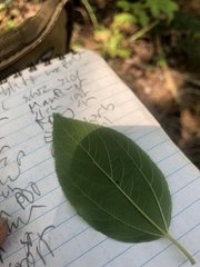 Ceanothus americanus pitcheri
