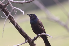 Quiscalus quiscula versicolor