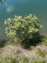 Salix pedicellaris