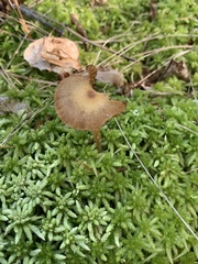Psilocybe fuscofulva
