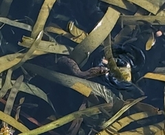 Nerodia rhombifer
