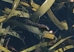 Nerodia rhombifer