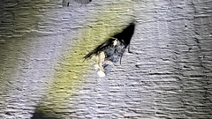 Homophoberia apicosa