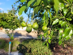 Prunus ilicifolia lyonii