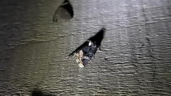 Homophoberia apicosa